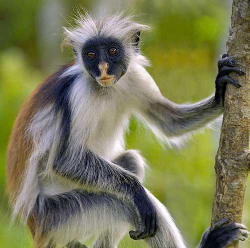 Colobus Monkey, Our Animals