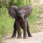 baby elephant