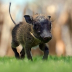 baby_warthog_grass